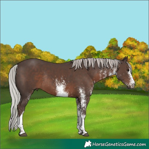 Horse Color:White Spotted Silver Black Tobiano Rabicano