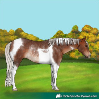 Horse Color:Silver Brown Tobiano Rabicano 
