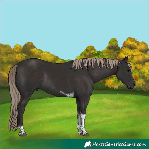 Horse Color:Liver Chestnut Tobiano Rabicano