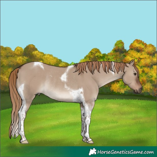 Horse Color:Liver Red Dun Tobiano Rabicano