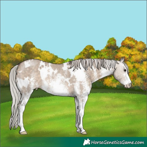 Horse Color:White Spotted Silver Brown Dun Appaloosa Rabicano 