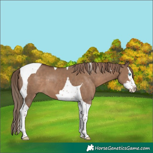 Horse Color:Liver Red Dun Splash Tobiano 