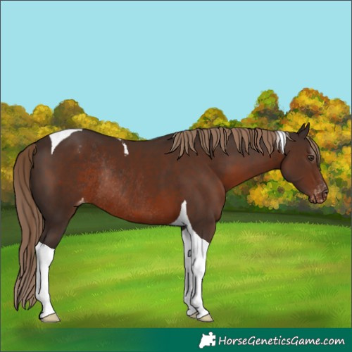 Horse Color:Liver Chestnut Tobiano Appaloosa Rabicano