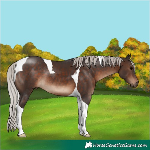 Horse Color:Silver Brown Tobiano Rabicano 