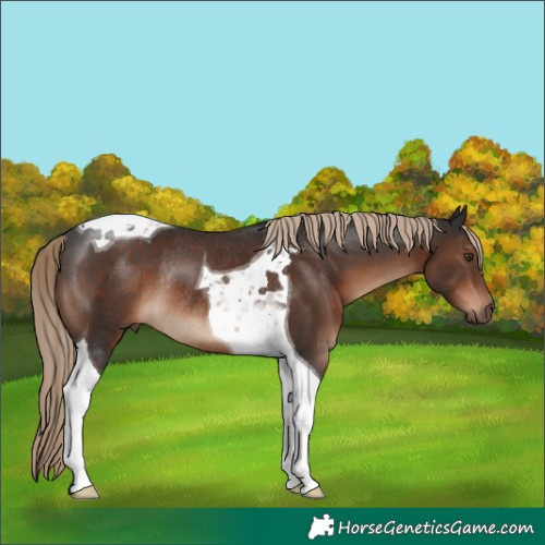 Horse Color:Liver Chestnut Tobiano Rabicano 