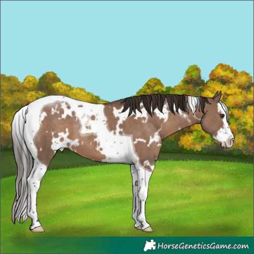 Horse Color:White Spotted Liver Red Dun Splash Tobiano 