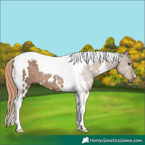 Horse Color:White Spotted Liver Red Dun Tobiano Rabicano