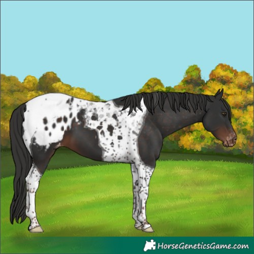 Horse Color:Liver Chestnut Tobiano Appaloosa 