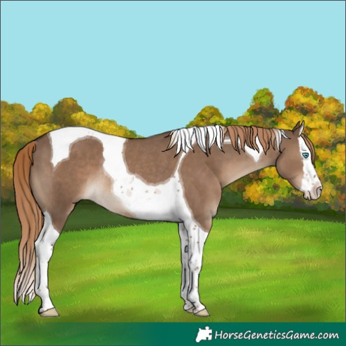 Horse Color:Liver Red Dun Splash Tobiano Rabicano