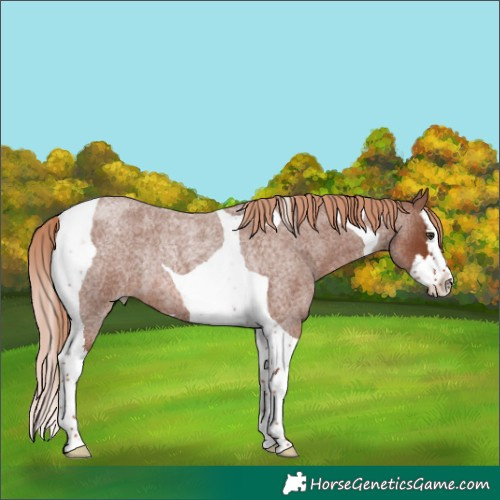 Horse Color:Red Roan Splash Tobiano Rabicano 