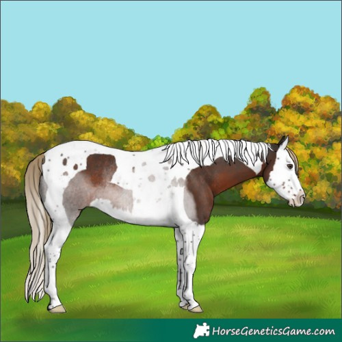 Horse Color:Liver Chestnut Splash Tobiano Rabicano