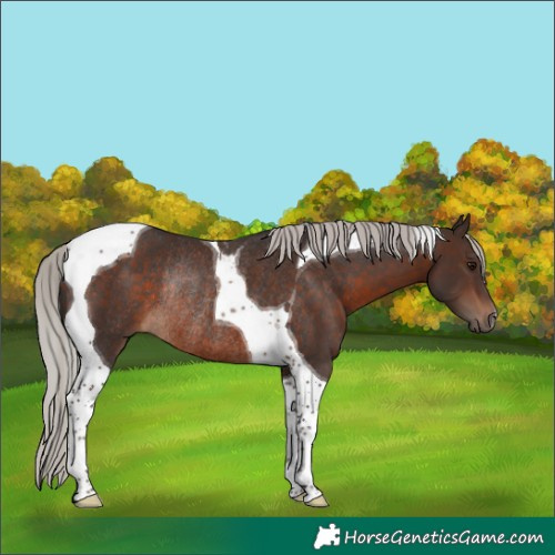 Horse Color:Silver Brown Tobiano Rabicano 