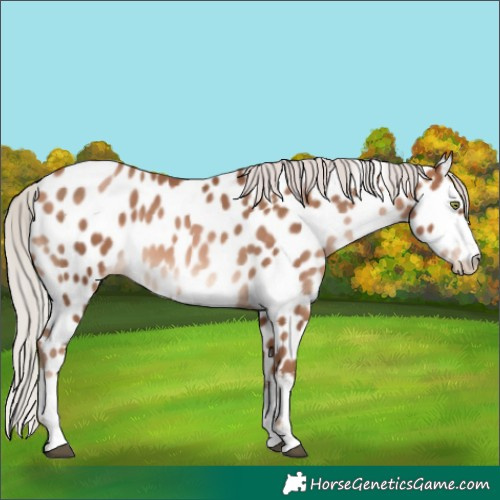 Horse Color:White Spotted Silver Brown Pearl Near Leopard 