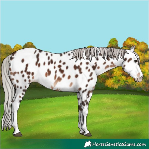 Horse Color:White Spotted Silver Brown Near Leopard