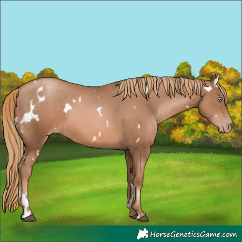 Horse Color:White Spotted Liver Chestnut Pearl