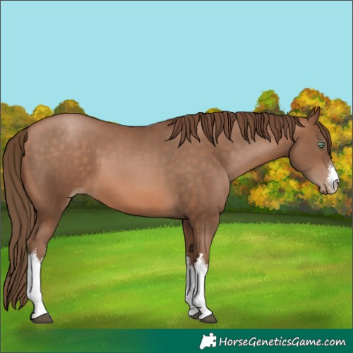 Horse Color:White Spotted Brown Pearl 