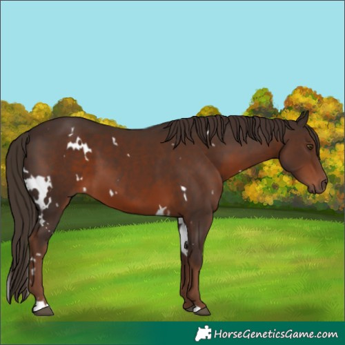 Horse Color:White Spotted Liver Chestnut 