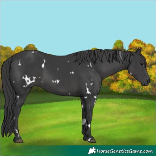 Horse Color:White Spotted Black 