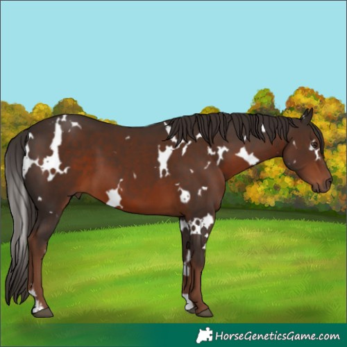 Horse Color:White Spotted Liver Chestnut