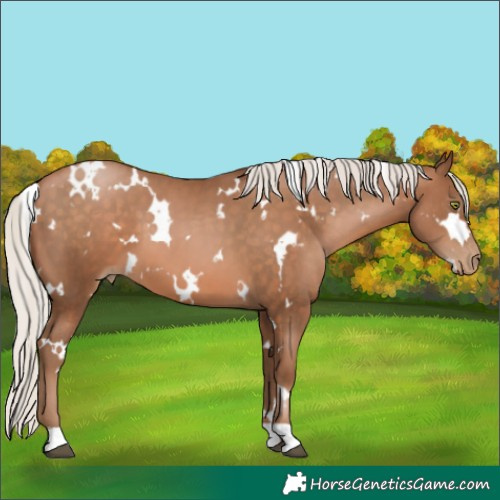 Horse Color:White Spotted Silver Brown Pearl