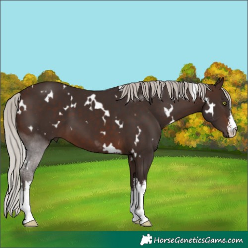 Horse Color:White Spotted Silver Brown