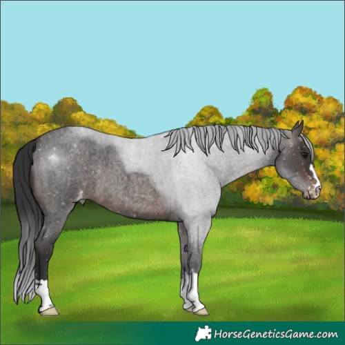 Horse Color:Brown Roan Appaloosa 