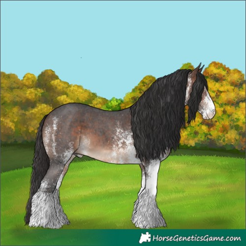 Horse Color:White Spotted Brown