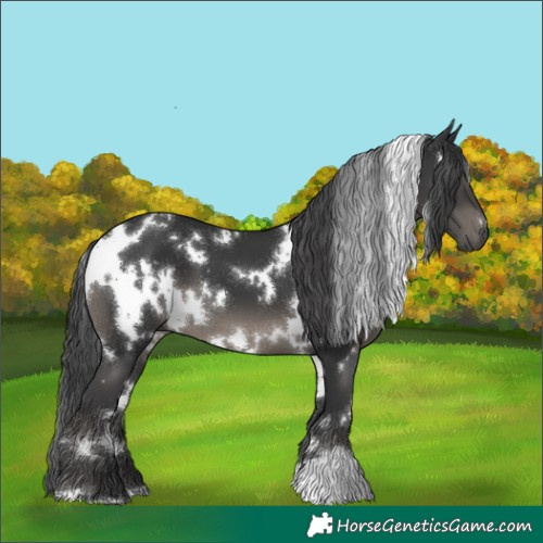 Horse Color:White Spotted Black