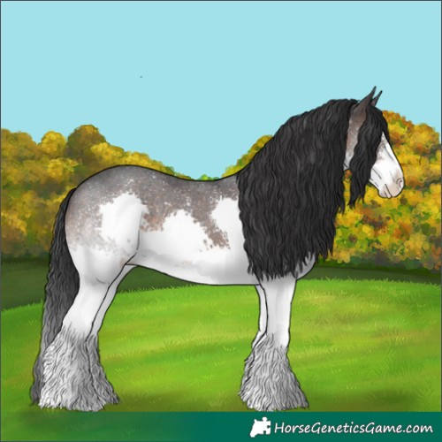 Horse Color:White Spotted Brown Splash