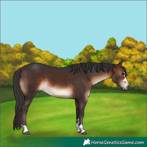 Horse Color:Brown 