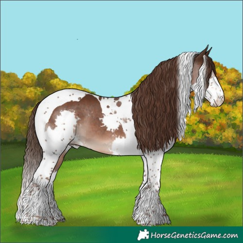 Horse Color:Liver Chestnut Splash Tobiano