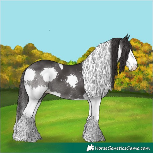 Horse Color:Smoky Black Splash Tobiano 