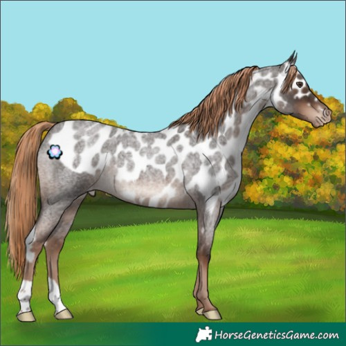 Horse Color:Liver Red Roan Skewed Appaloosa Rabicano