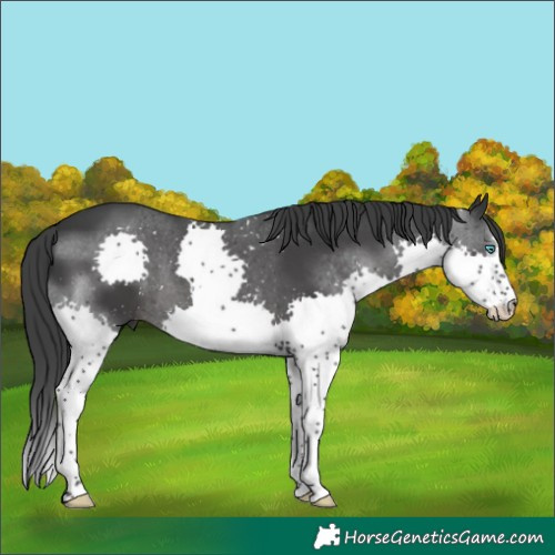 Horse Color:Black Splash 