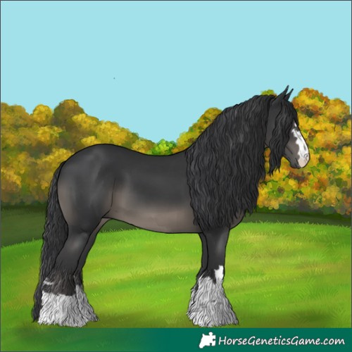 Horse Color:Black 