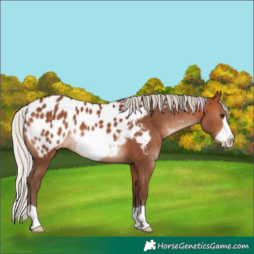 Horse Color:Silver Bay Frame Blanket 