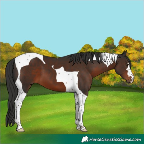 Horse Color:Liver Chestnut Tobiano 