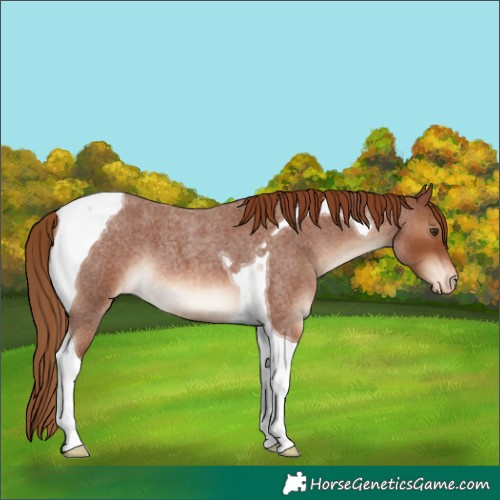 Horse Color:Red Roan Tobiano Appaloosa 