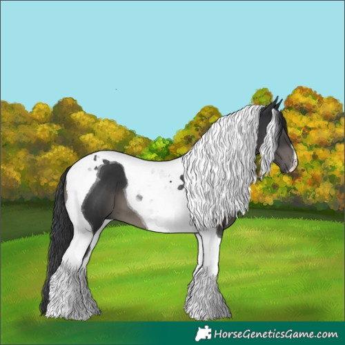 Horse Color:Black Tobiano 