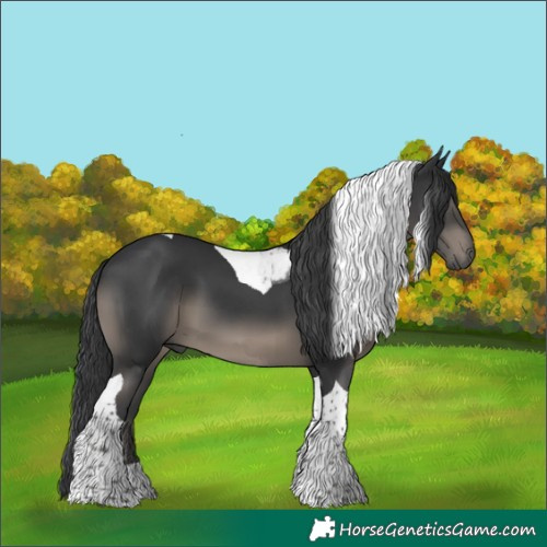 Horse Color:Black Tobiano 