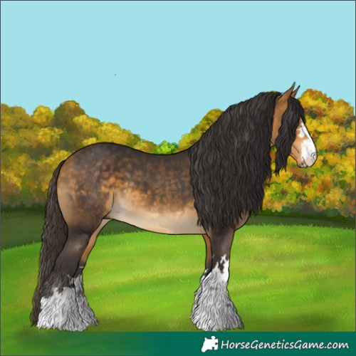 Horse Color:Buckskin 