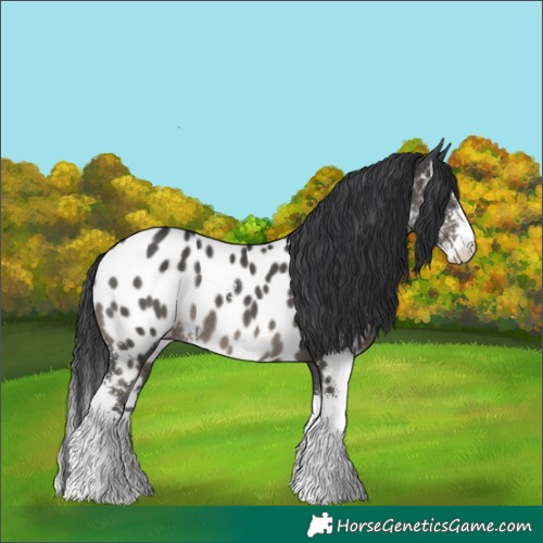Horse Color:Black Sabino Near Leopard