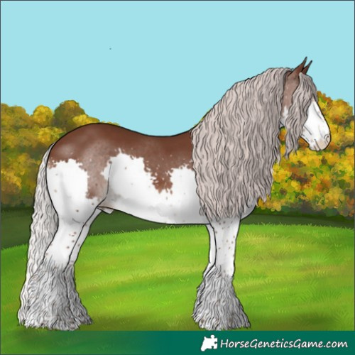 Horse Color:Silver Black Splash