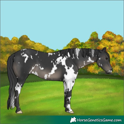 Horse Color:White Spotted Black 