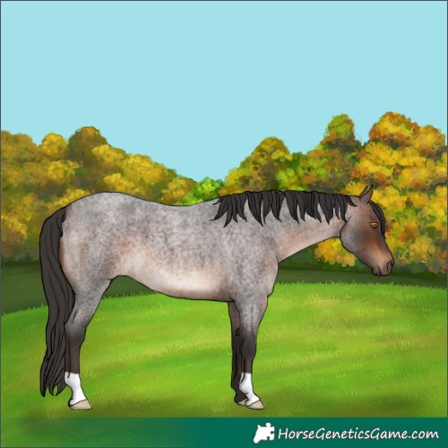 Horse Color:Brown Roan