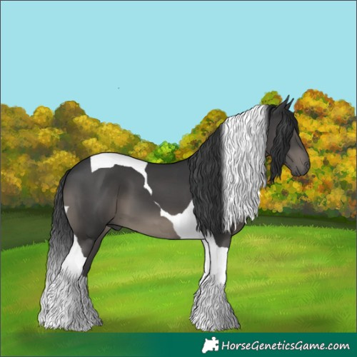 Horse Color:Black Tobiano