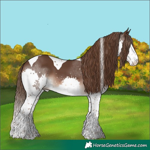Horse Color:Liver Chestnut Splash Tobiano