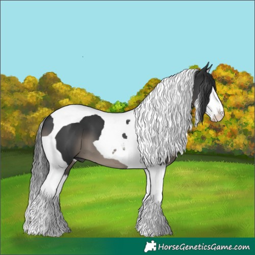 Horse Color:Black Splash Tobiano 