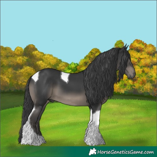 Horse Color:Black Tobiano 