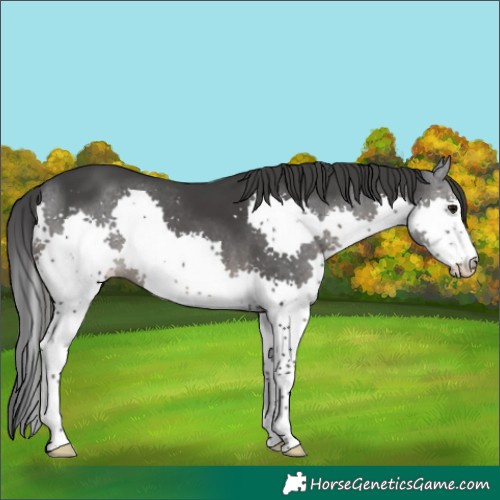 Horse Color:Black Splash